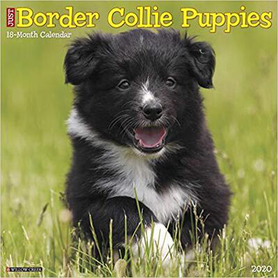 【预售】Just Border Collie Puppies 2020 Wall Calendar (Dog Breed Calendar)