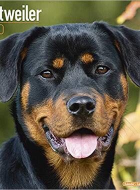 【预售】Rottweiler Calendar 2020