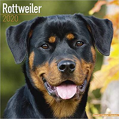 【预售】Rottweiler Calendar 2020