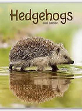 【预订】Hedgehogs Square Wall Calendar 2022 9781839413797