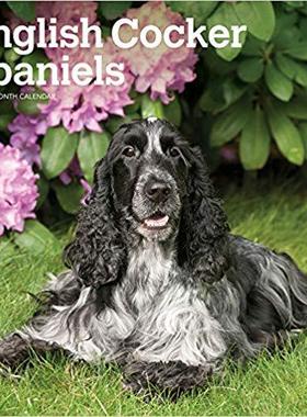 【预售】English Cocker Spaniels 2020 Square Btuk