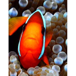 预订 Clown Fish: 9781546883616