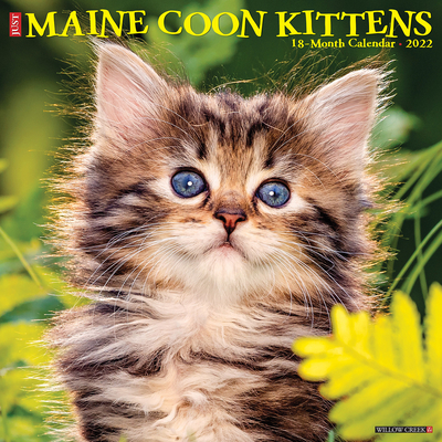 【预订】Just Maine Coon Kittens 2022 Wall Calendar(Cat Breed) 9781549218781-封面