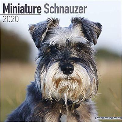 【预售】Miniature Schnauzer Calendar 2020