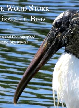 预订 The Wood Stork: A Graceful Bird: 9781722781583
