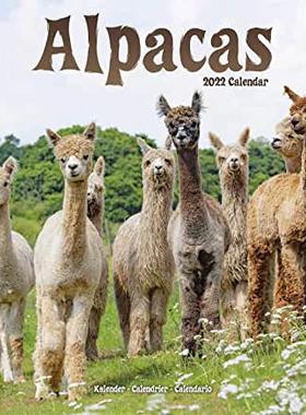 【预订】Alpacas 2022 Wall Calendar 9781839412486