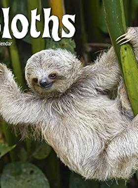 【预订】Sloths 2022 Wall Calendar 9781839412783
