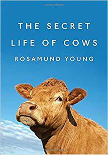 Cows Life Secret 预售 The