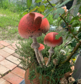 莫里斯花园 白杆杆红伞伞蘑菇花插 花园杂货