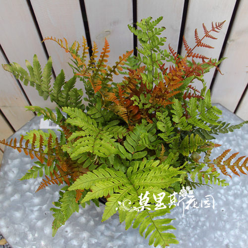 莫里斯花园 花园植物 红盖鳞毛蕨