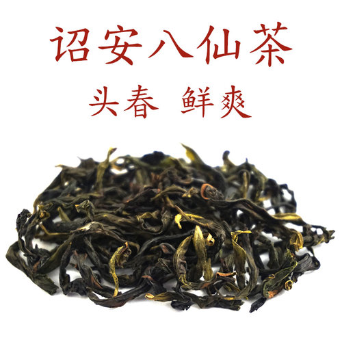 八仙茶诏安头采春茶2025