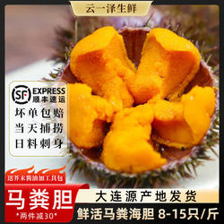 海胆鲜活紫黄胆刺身即食日料马粪海胆新鲜水饺炒饭超大连海鲜水产