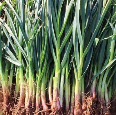 现挖青蒜新鲜时令蔬菜