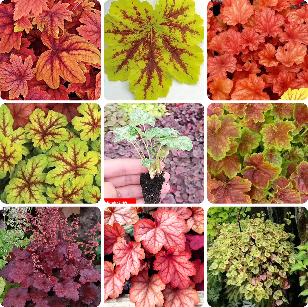 【穴盘小苗】矾根花苗观叶绿植盆栽阳台庭院花园彩叶草植物调色板