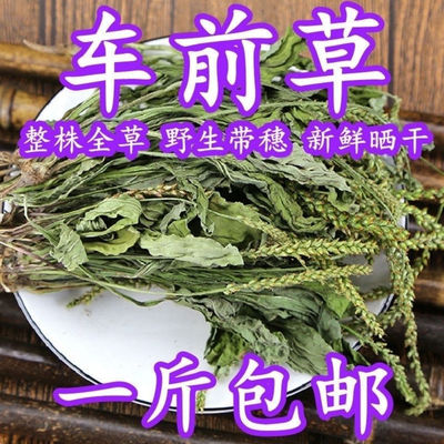 广东车前草野生泡茶整株全草新鲜无硫清热干泡水喝车前草茶车前草