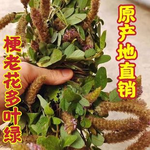 广东精选狸尾草天然野生羊咩香无硫干货煲汤晾晒养生中草药