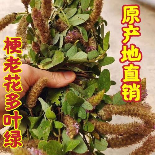广东狸尾草深山天然采摘无硫