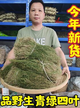 广东特级纯野生青绿四叶莲
