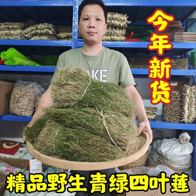 广东特级纯野生青绿四叶莲