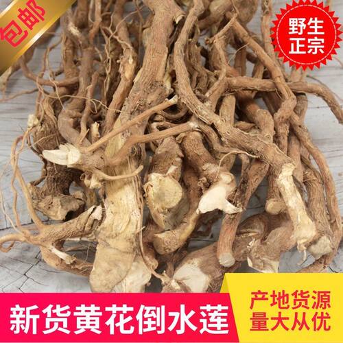 广东野生黄花倒水莲中药材观音串月子茶倒吊黄花参煲汤大远志包邮