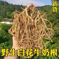 正宗广东野生白花牛奶根白花牛奶树根牛奶树根野生新鲜牛奶根煲汤