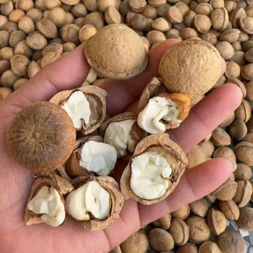 广东野生风流果正品龟头子天竺子石头果男性泡酒料搭阴阳子