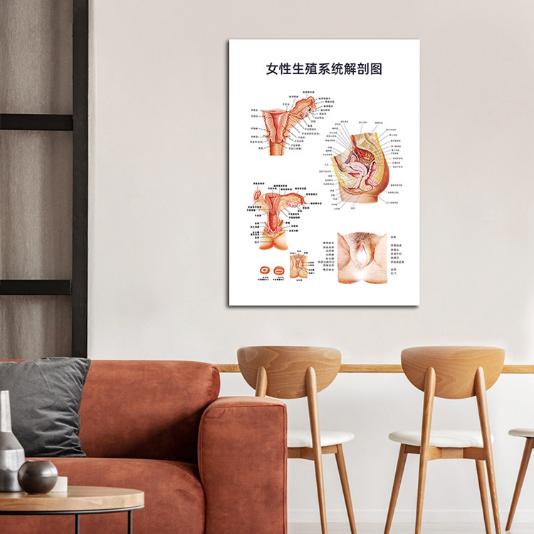 女性生殖系统解剖图挂画 中医馆现代装饰画