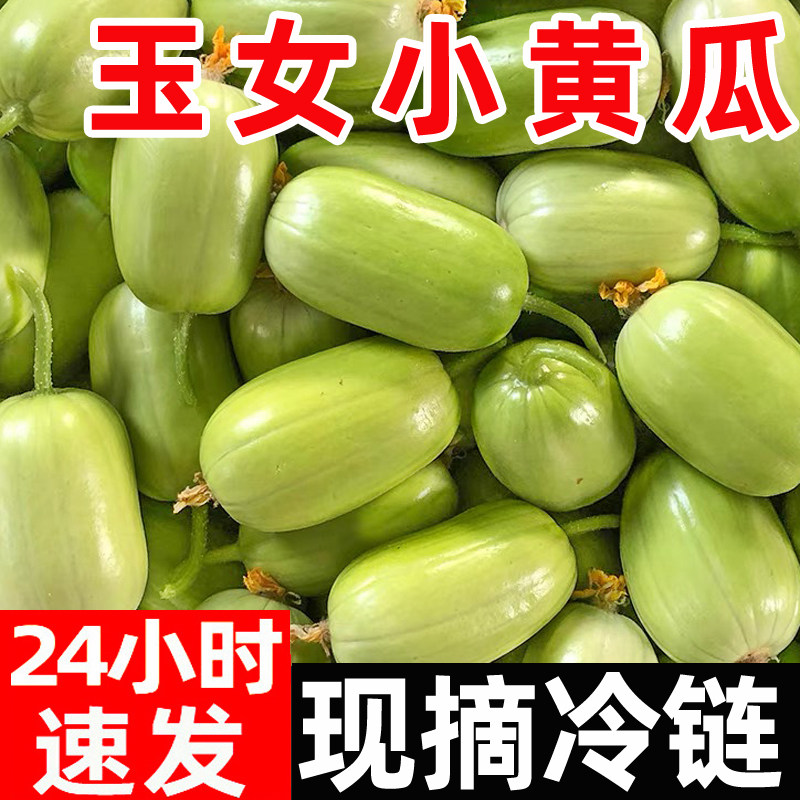 黄瓜新鲜玉女黄瓜水果小黄瓜拇指黄瓜生吃青瓜东北旱白玉蔬菜图片