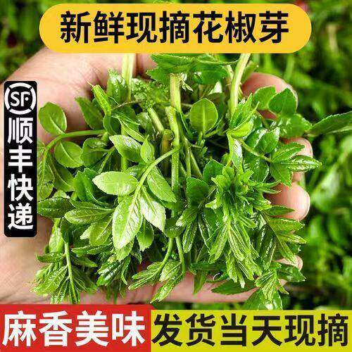 【顺丰上门】新鲜花椒芽叶现摘花椒叶新鲜嫩芽农家野生菜