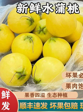 【顺丰】水蒲桃新鲜水果叮当果 蒲桃自种水番桃套袋水果现摘现发
