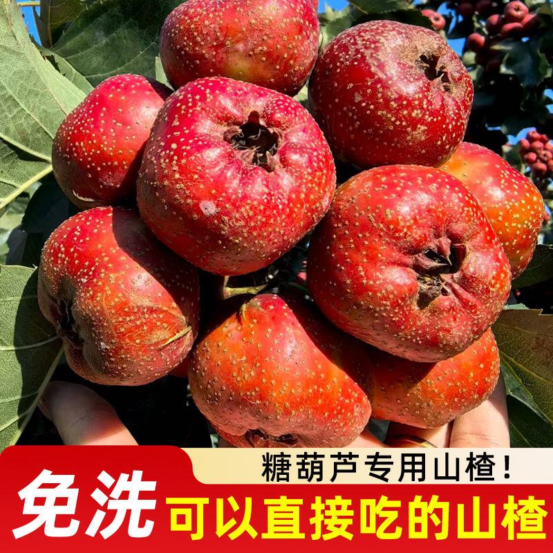 新鲜精品山楂大金星鲜果山楂现摘用糖葫芦红果自然成熟无添加水果