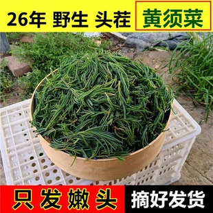 【野生】黄须菜山东盐碱蓬菜当季野菜饺子馅黄西菜黄茎菜
