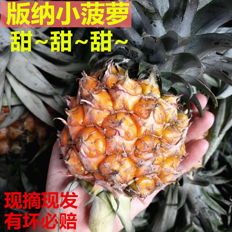 小菠萝云南西双版纳迷你泰国香水无眼凤梨当季现摘新鲜水果5斤