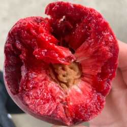 桐柏朱砂红紫肉血桃新鲜当季整箱水果脆甜桃子毛桃应季五月红桃子