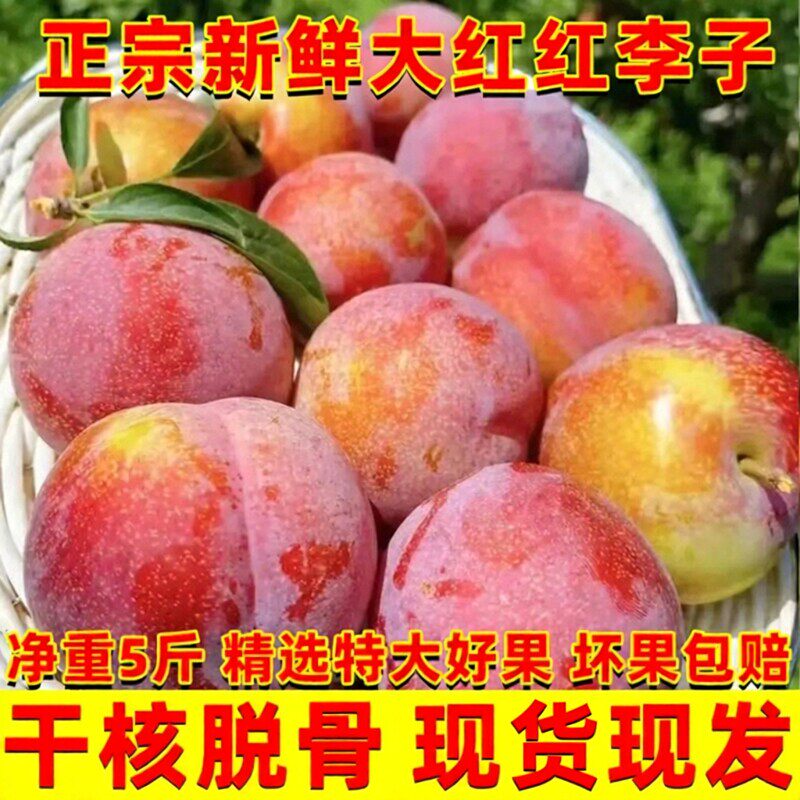 正宗 大红红干核李子新鲜水果酸甜黄心脱骨李子新鲜水果产自东北