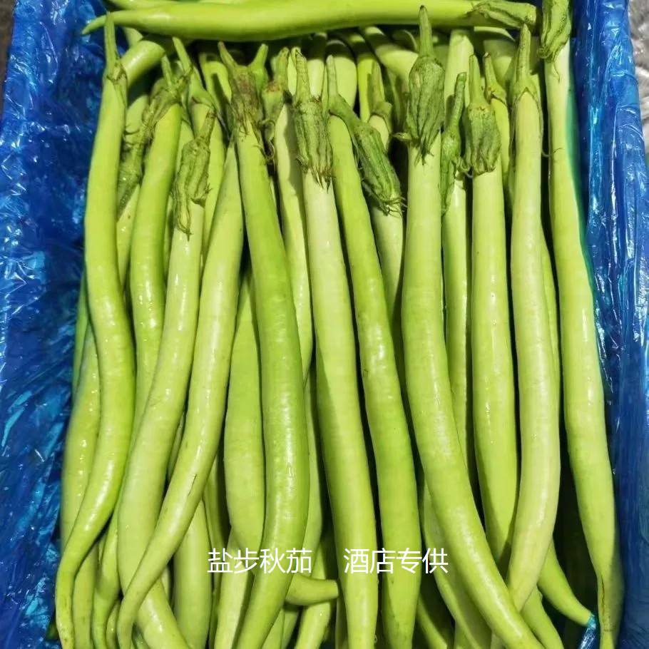 盐步新鲜现采秋茄观音手指特色食材粤菜酒店商用清蒸白灼青茄子