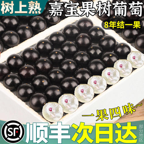 顺丰5斤嘉宝果新鲜水果鲜果树葡萄巨峰晴王孕妇当季整箱正宗9