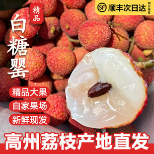 广东荔枝新鲜采摘白糖罂当季老树水果整箱礼盒高州特产顺丰