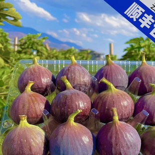 LaForesta海南黑香蜜无花果礼盒 云南新鲜直送无花果500g