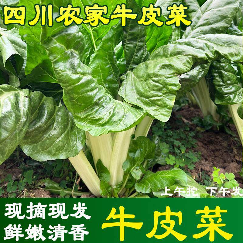 四川特产农家牛皮菜瓢儿白厚皮菜青白菜甜菜现摘现发新鲜时令蔬菜