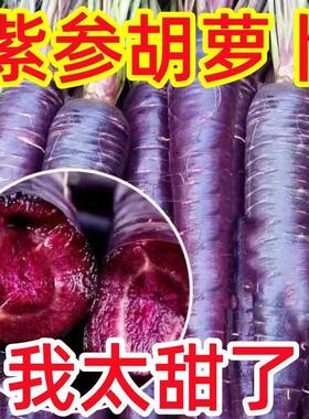 山东特产紫色手指胡萝卜新鲜现挖现发生吃花青素紫皮胡萝卜3斤5斤