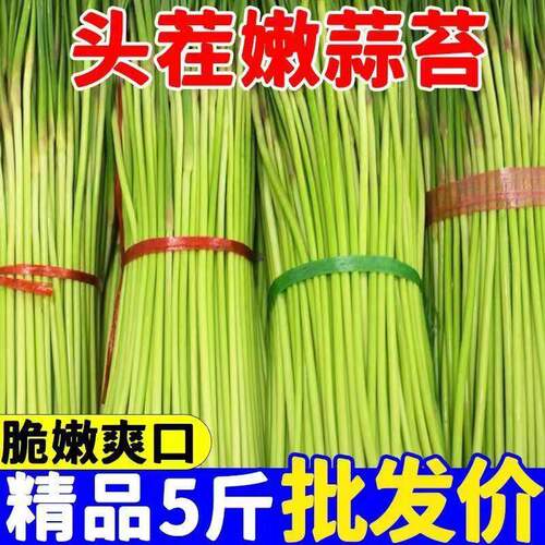 现摘蒜苔2026现拔蒜苔新鲜红帽青蒜薹蔬菜当季自种蒜台嫩蒜苗