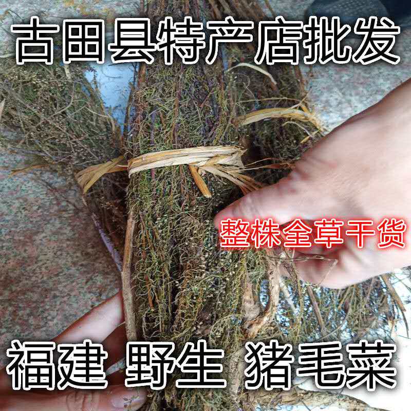 野生猪毛菜 扎蓬棵 刺蓬 猪毛缨 猴子毛 蓬子菜 整株全草干货包邮