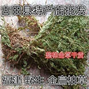 金扁柏 福建凤尾草  兖州卷柏 石卷柏 地侧柏 山扁柏 卷筋草250克