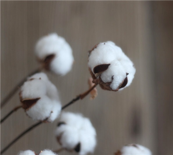 jk慕空间 田园美式风格永生干花棉花家居摆设艺术拍照带枝干棉花