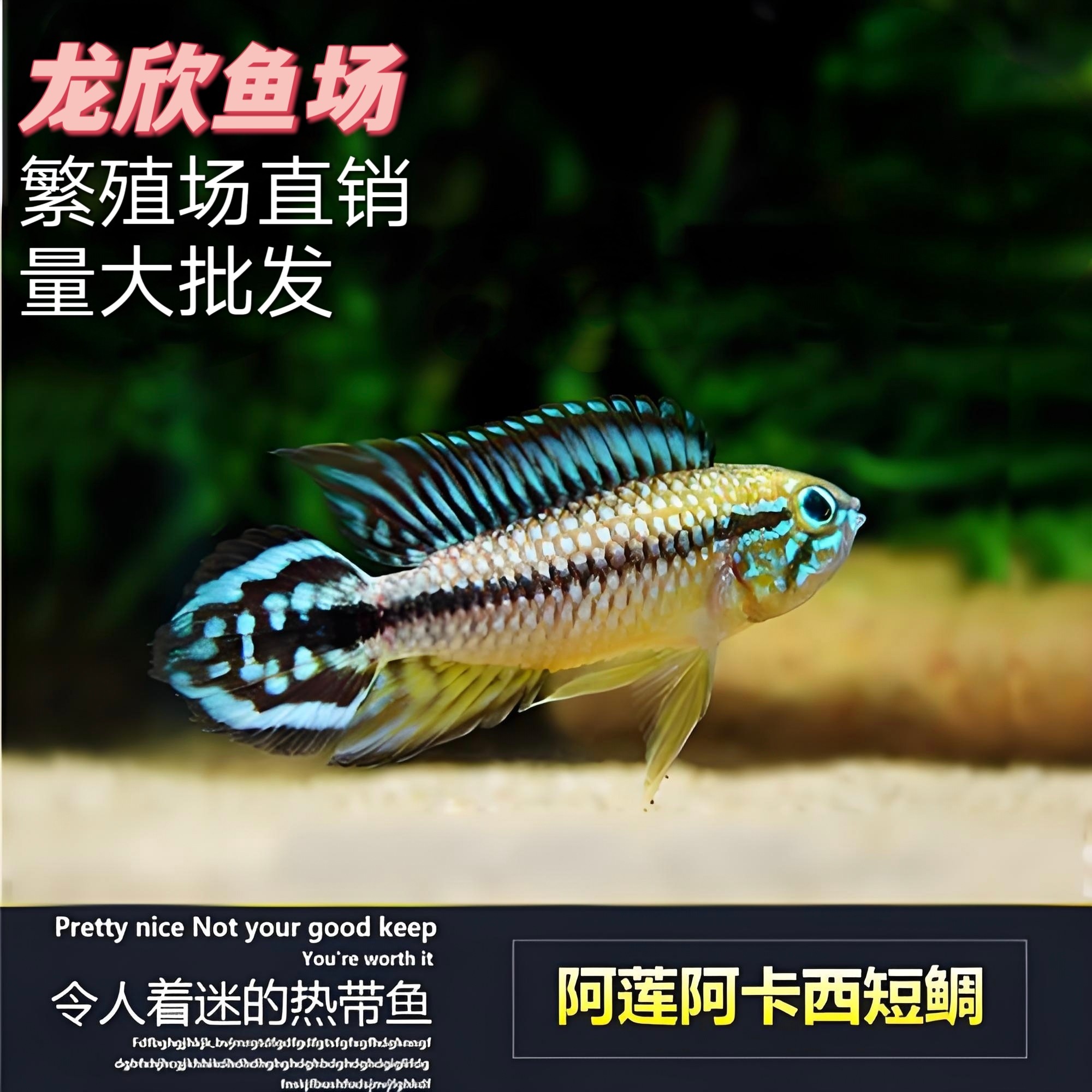 现货热带观赏鱼阿莲卡阿卡西短鲷南美短鲷活体鱼可视频挑鱼