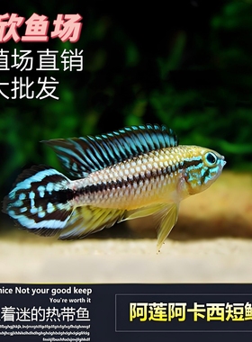 现货热带观赏鱼阿莲卡阿卡西短鲷南美短鲷活体鱼可视频挑鱼