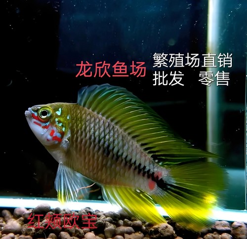 热带观赏鱼 南美短鲷 红颊欧宝 鱼苗 对鱼