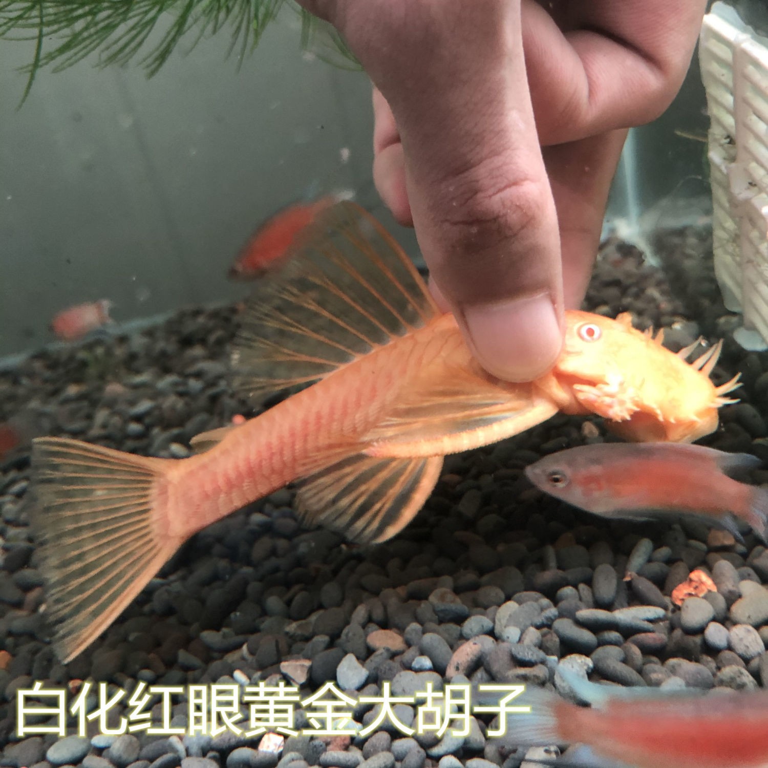 红眼大帆女王鱼清道夫异形工具鱼清洁鱼观赏鱼热带鱼