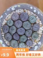 Anzhen Super Meng Meat свинина Conevant Abricot Shengshi Редкий PP цветочный офис.